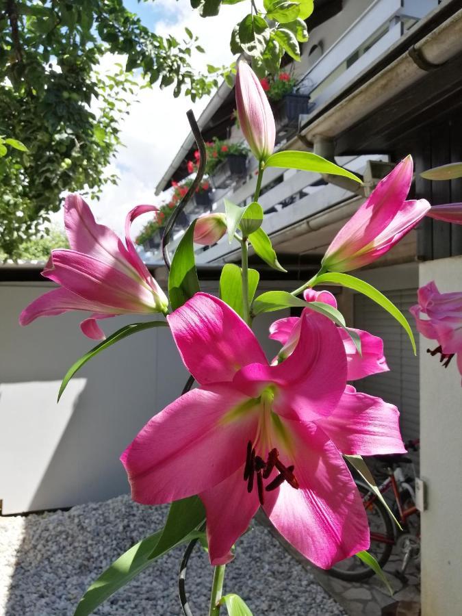 Apartma Carnica เบลด ภายนอก รูปภาพ